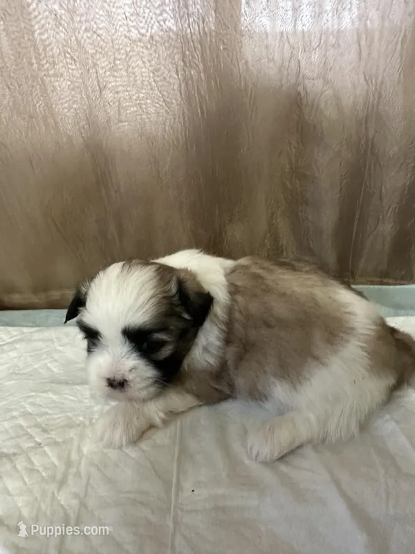 Kelsey, a female Shih Tzu for sale in Hickory, NC – Photo 1 of 5