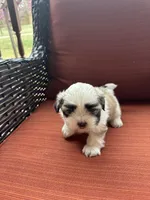 Kelsey , a female Shih Tzu for sale in Hickory, NC – Photo 2 of 3