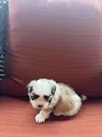 Kelsey , a female Shih Tzu for sale in Hickory, NC – Photo 3 of 3