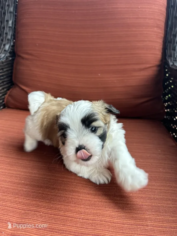 Maizlee – Shih Tzu puppy for sale in Hickory, NC