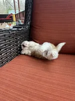 Maizlee, a female Shih Tzu for sale in Hickory, NC – Photo 3 of 3