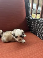 Kelsey , a female Shih Tzu for sale in Hickory, NC – Photo 1 of 4