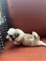 Kelsey , a female Shih Tzu for sale in Hickory, NC – Photo 4 of 4