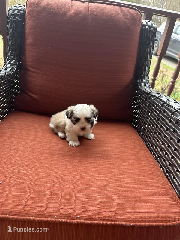 Kelsey – Shih Tzu puppy for sale in Hickory, NC