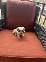 Kelsey, a female Shih Tzu for sale in Hickory, NC – Photo 1 of 4