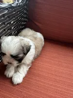 Kelsey, a female Shih Tzu for sale in Hickory, NC – Photo 3 of 4