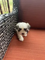 Kelsey, a female Shih Tzu for sale in Hickory, NC – Photo 2 of 4