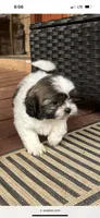 Zoe, a female Shih Tzu for sale in Hickory, NC – 1 of 3