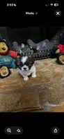 Marlee, a female Shih Tzu for sale in Hickory, NC – 3 of 3