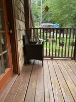 Diamond , a male Maltese for sale in Hickory, NC – 6 of 6