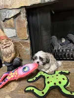 Kelsey, a female Shih Tzu for sale in Hickory, NC – Photo 2 of 3