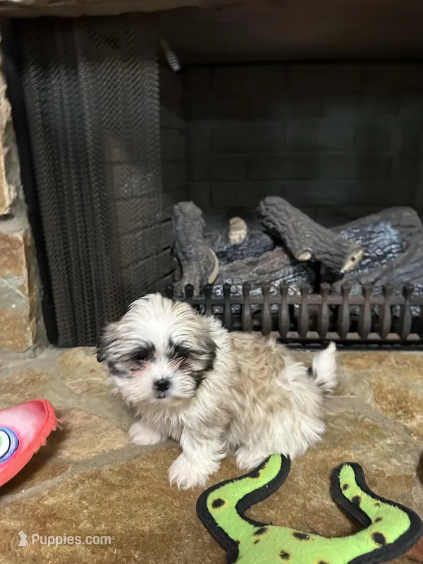 Kelsey, a female Shih Tzu for sale in Hickory, NC – Photo 1 of 3
