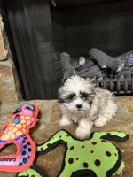 Kelsey, a female Shih Tzu for sale in Hickory, NC – Photo 3 of 3