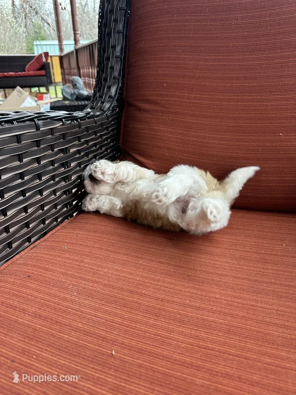 Maizlee – Shih Tzu puppy for sale in Hickory, NC