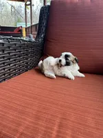 Maizlee, a female Shih Tzu for sale in Hickory, NC – Photo 3 of 3