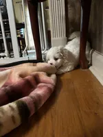 Mason, a male Maltese for sale in Hickory, NC – Photo 3 of 3