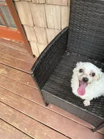 Diamond, a male Maltese for sale in Hickory, NC – 6 of 6