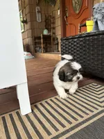 Zoe, a female Shih Tzu for sale in Hickory, NC – 4 of 4