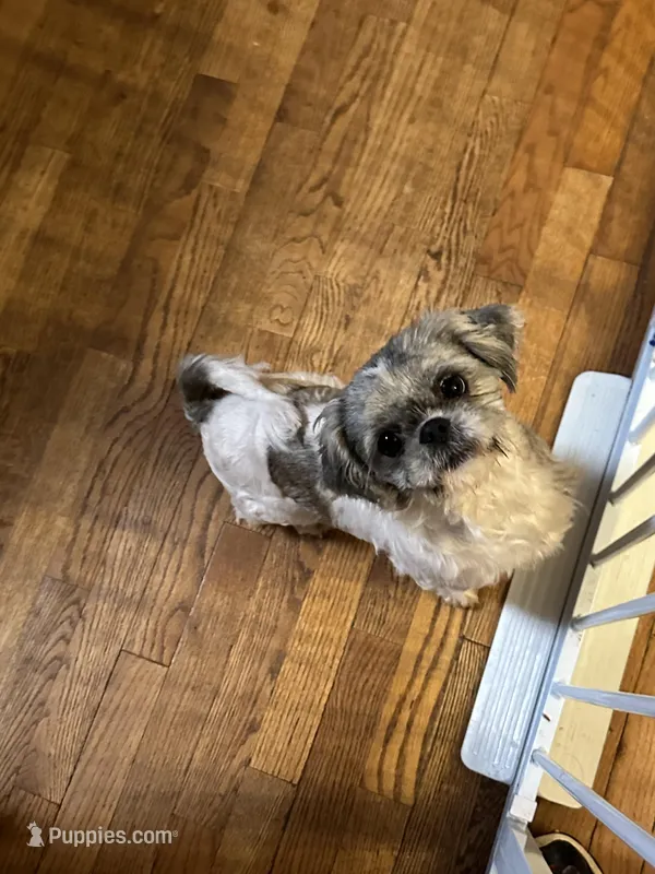Luna – Shih Tzu puppy for sale in Hickory, NC