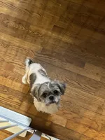 Luna, a female Shih Tzu for sale in Hickory, NC – Photo 3 of 4