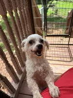Diamond , a male Maltese for sale in Hickory, NC – 1 of 6