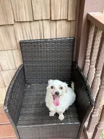 Diamond, a male Maltese for sale in Hickory, NC – 2 of 6