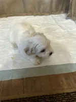 Kasey, a male Maltipoo for sale in Hickory, NC – Photo 3 of 3