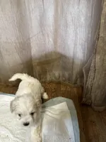 Kasey, a male Maltipoo for sale in Hickory, NC – Photo 2 of 3