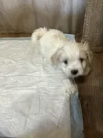 Kasey, a male Maltipoo for sale in Hickory, NC – Photo 1 of 3