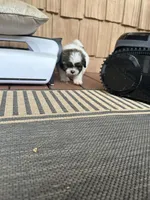 Marlee, a female Shih Tzu for sale in Hickory, NC – 2 of 4
