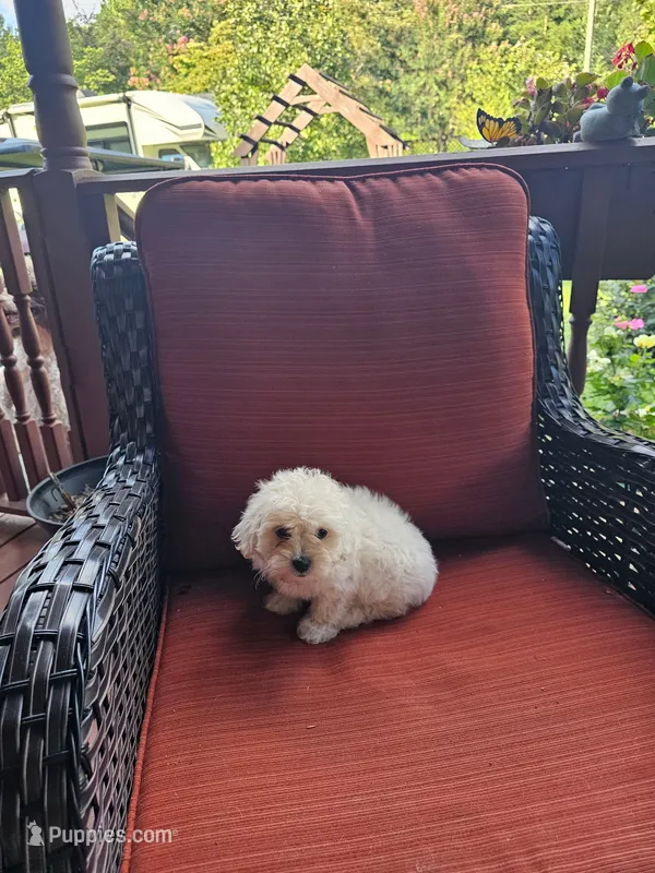 Max – Maltese puppy for sale in Hickory, NC