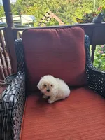 Max, a male Maltese for sale in Hickory, NC – 1 of 3