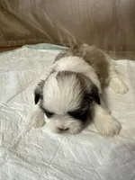 Kelsey, a female Shih Tzu for sale in Hickory, NC – Photo 2 of 4