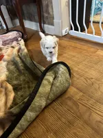 Jason, a male Maltese for sale in Hickory, NC – Photo 2 of 4