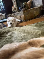 Jason, a male Maltese for sale in Hickory, NC – Photo 3 of 4