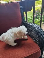 Milo, a male Maltese for sale in Hickory, NC – 1 of 3