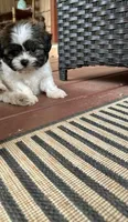 Marlee, a female Shih Tzu for sale in Hickory, NC – 4 of 4