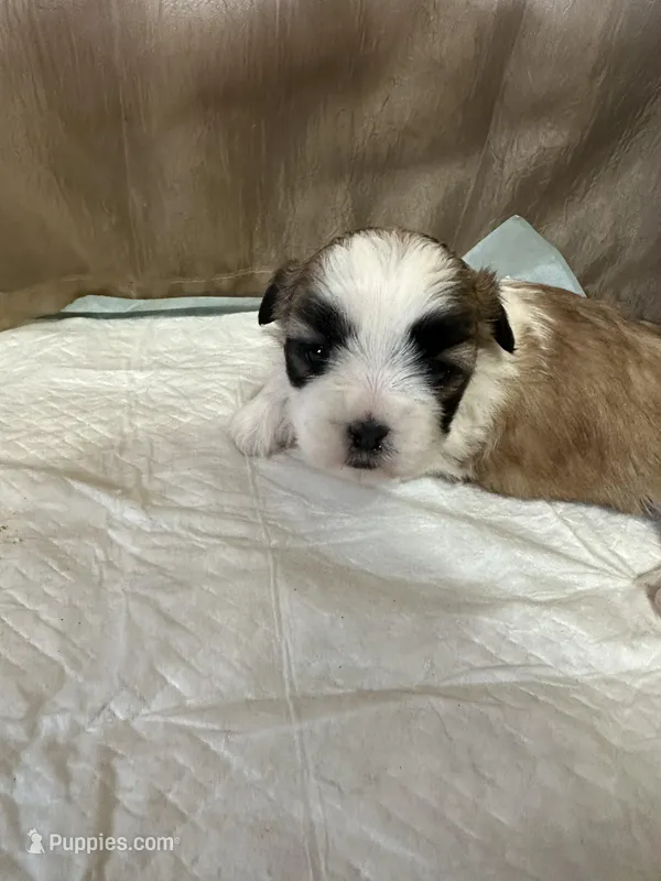 Maizy, a female Shih Tzu for sale in Hickory, NC – Photo 1 of 6