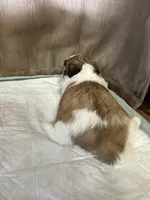 Maizy, a female Shih Tzu for sale in Hickory, NC – Photo 3 of 6