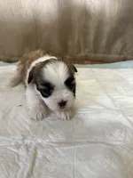 Maizy, a female Shih Tzu for sale in Hickory, NC – Photo 2 of 6