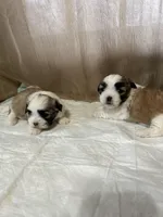 Maizy, a female Shih Tzu for sale in Hickory, NC – Photo 6 of 6