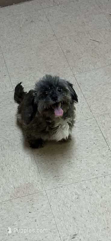 Coco – Shih Tzu puppy for sale in Hickory, NC