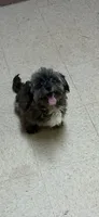 Coco, a female Shih Tzu for sale in Hickory, NC – 1 of 1