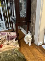 Jason, a male Maltese for sale in Hickory, NC – Photo 2 of 3