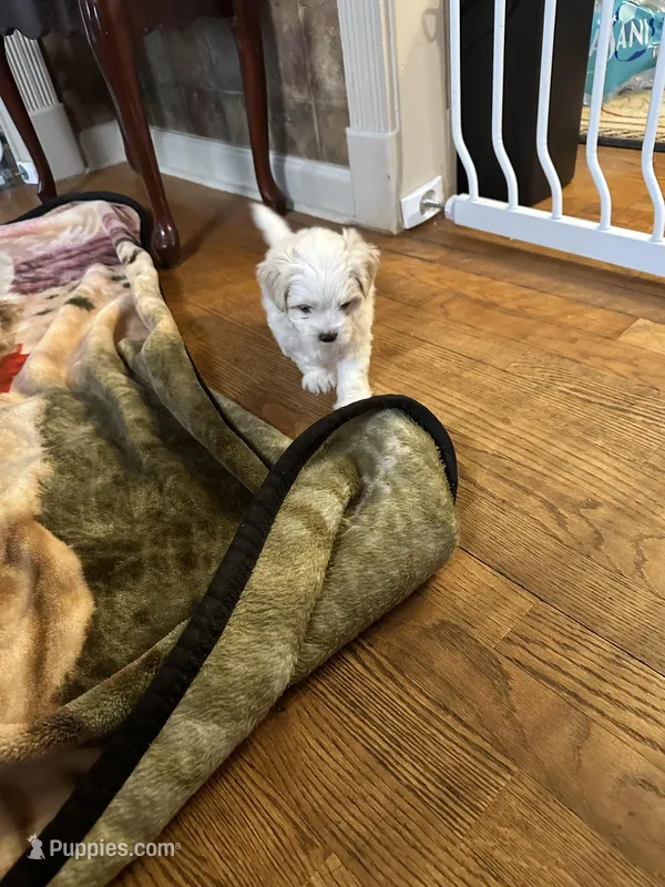 Jason, a male Maltese for sale in Hickory, NC – Photo 1 of 3