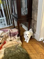 Jason, a male Maltese for sale in Hickory, NC – Photo 3 of 3