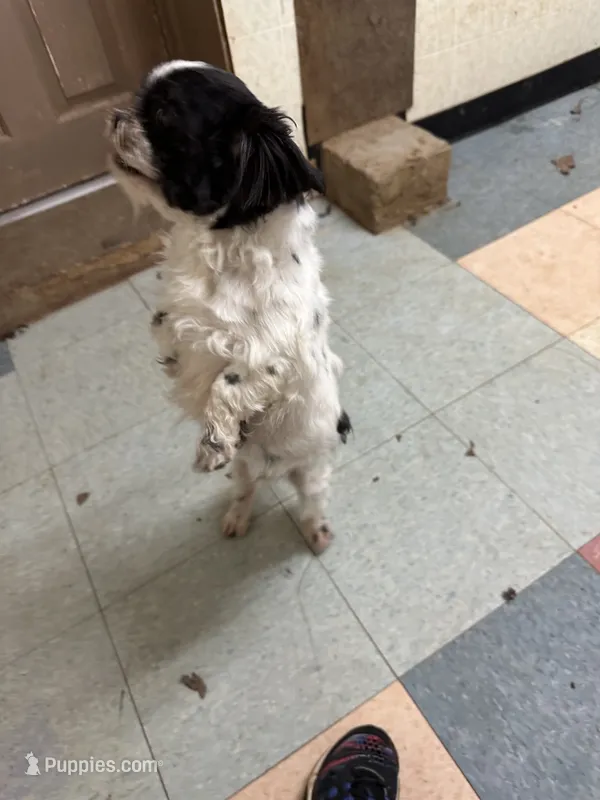 Benji – Shih Tzu puppy for sale in Hickory, NC