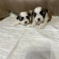 Maizlee, a female Shih Tzu for sale in Hickory, NC – Photo 2 of 4