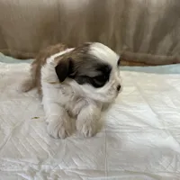 Maizlee, a female Shih Tzu for sale in Hickory, NC – Photo 3 of 4