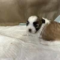 Maizlee, a female Shih Tzu for sale in Hickory, NC – Photo 4 of 4